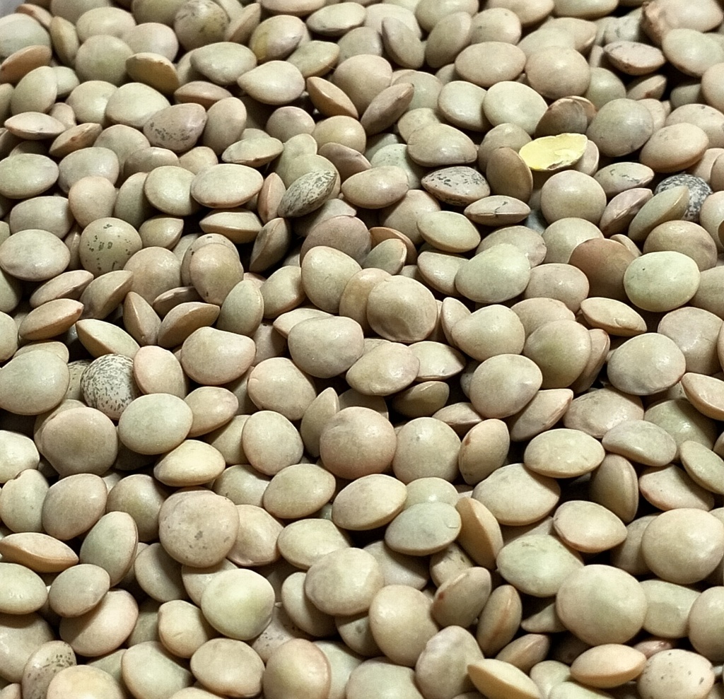 Lenticchie